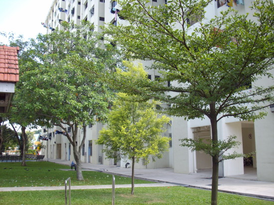 Blk 509 West Coast Vista (Clementi), HDB 3 Rooms #366742